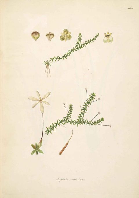 Watercolour. A series of intricate and slender botanical illustrations in shades of green and pale yellow are drawn onto white paper.