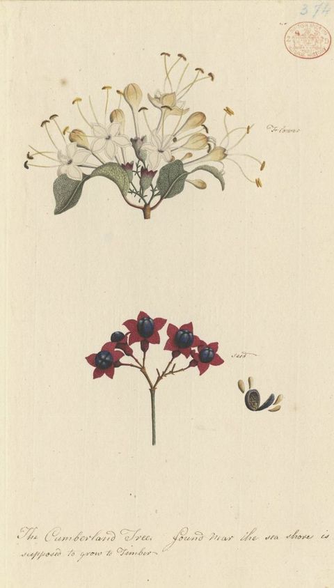 Watercolour. Two detailed sections of a tree are illustrated against a white background. The lower painting shows fuschia pink flowers with an indigo centre, while the upper shows white blossoms emerging from a series of leafy stems. A short panel of hand-written text runs along the lower image.