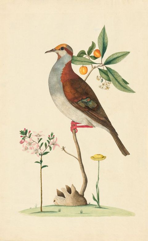 Watercolour. A colourful study of a brown bird facing to the let of  the image, perched on a slim tree branch, from which green leaves and yellow buds emerge. A small patch of grass and further plants emerge below.