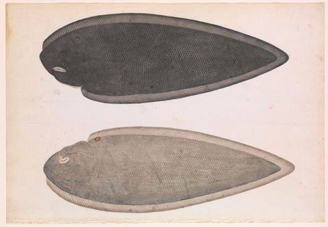 Drawing. Two drawn sides of a fish are stacked one over the other, filling most of a white page. The upper fish is darker in tone.Each illustration features a cross-hatched texture resembling fish scales in the centre, and a linear pattern around the outer rim.