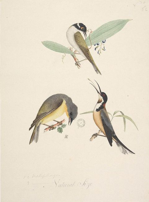 Watercolour. An illustration featuring three colourful birds with necks twising in different directions, against a plain white background. Each bird sits perched on a section of tree branch, each of which has leaves sprouting from them.