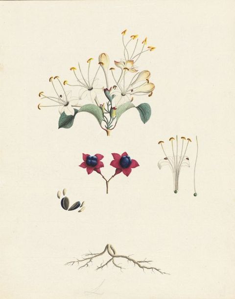 Watercolour. A series of colourful botanical studies against a white background. In the upepr centre white flowers sprout from a stem with green leaves, while below it are studies showing stamens, a seed, roots, and fuschia flowers with a blue centre.